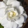 Double Mint Gardenia - 1 Gallon Pot -Foxtail Plant Shop Gardenia Double Mint 5 2