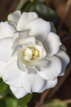 Double Mint Gardenia - 6 Pack Of 1 Gallon Pots