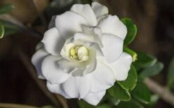 Double Mint Gardenia - 2 Gallon Pot -Foxtail Plant Shop Gardenia Double Mint 6 3