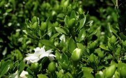 Double Mint Gardenia - 3 Gallon Pot -Foxtail Plant Shop Gardenia Double Mint 7 1