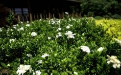 Double Mint Gardenia - 1 Gallon Pot -Foxtail Plant Shop Gardenia Double Mint 8 2