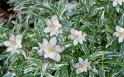 Variegated Creeping Dwarf Gardenia - 6 Pack Of 1 Gallon Pots -Foxtail Plant Shop Gardenia Dwarf Radicans Variegated 3 1