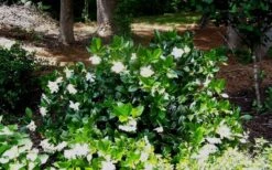 Fall In Love Cold Hardy Gardenia - 1 Gallon Pot -Foxtail Plant Shop Gardenia Fallin In Love Shrub