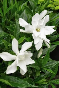 Frost Proof Gardenia - 3 Gallon Pot -Foxtail Plant Shop Gardenia Frost Proof Rev 500x750 1