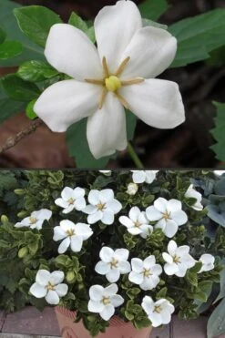 Hardy Fragrant Daisy Gardenia Bush - 2.5 Quart Pot -Foxtail Plant Shop Gardenia Hardy Daisy 500x750 4