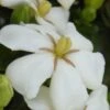 Heaven Scent Gardenia - 1 Gallon Pot -Foxtail Plant Shop Gardenia Heaven Scent 15 1