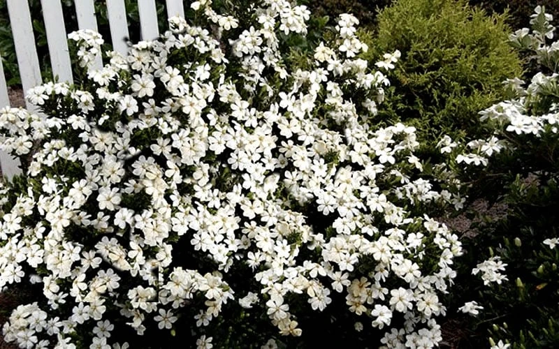 Heaven Scent Gardenia - 2 Gallon Pot 5 Heaven Scent Gardenia - 2 Gallon Pot - Image 5