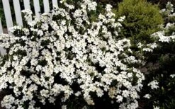 Heaven Scent Gardenia - 6 Pack Of 1 Gallon Pots -Foxtail Plant Shop Gardenia Heaven Scent 17
