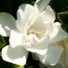 Jubilation Gardenia - 5 Gallon Pot 9 Jubilation Gardenia - 5 Gallon Pot -Foxtail Plant Shop Gardenia Jubilation BS 5