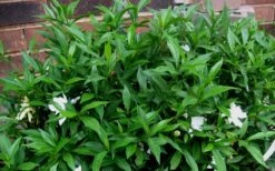 Radicans Creeping Dwarf Gardenia - 6 Pack Of 1 Gallon Pots -Foxtail Plant Shop Gardenia Radicans 53