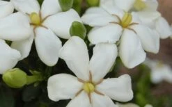 ScentAmazing Gardenia - 2 Gallon Pot -Foxtail Plant Shop Gardenia Scentamazing 20 1