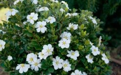 ScentAmazing Gardenia - 1 Gallon Pot 10 ScentAmazing Gardenia - 1 Gallon Pot -Foxtail Plant Shop Gardenia Scentamazing Shrub