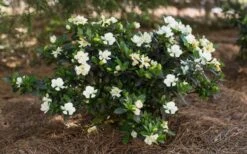 Sweet Tea Gardenia - 3 Gallon Pot -Foxtail Plant Shop Gardenia Sweet Tea 5