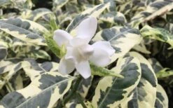 Variegated Gardenia - 1 Gallon Pot -Foxtail Plant Shop Gardenia Variegated 1
