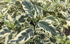 Variegated August Beauty Gardenia - 1 Gallon Pot -Foxtail Plant Shop Gardenia Variegated 2 2