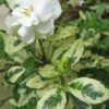 Variegated August Beauty Gardenia - 1 Gallon Pot -Foxtail Plant Shop Gardenia Variegated BS 2
