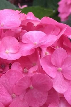 After Midnight Hydrangea - 3 Gallon Pot -Foxtail Plant Shop Hydrangea After Midnight 1