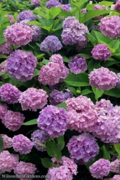 All Summer Beauty Hydrangea - 3 Gallon Pot -Foxtail Plant Shop Hydrangea All Summer Beauty 1