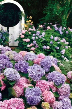 All Summer Beauty Hydrangea - 3 Gallon Pot -Foxtail Plant Shop Hydrangea All Summer Beauty 2