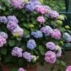 All Summer Beauty Hydrangea - 3 Gallon Pot -Foxtail Plant Shop Hydrangea All Summer Beauty 3