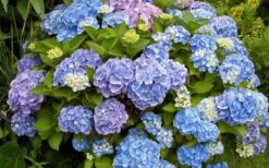 All Summer Beauty Hydrangea - 3 Gallon Pot -Foxtail Plant Shop Hydrangea All Summer Beauty 4