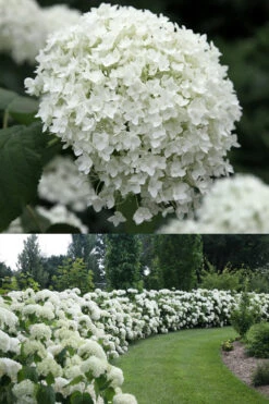 Annabelle Hydrangea - 1 Gallon Pot -Foxtail Plant Shop Hydrangea Annabelle 1 500x750 1