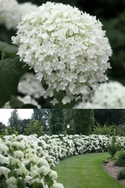 Annabelle Hydrangea - 3 Gallon Pot -Foxtail Plant Shop Hydrangea Annabelle 1 500x750 2