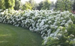 Annabelle Hydrangea - 3 Gallon Pot -Foxtail Plant Shop Hydrangea Annabelle Hedge 1 1