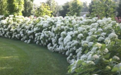 Annabelle Hydrangea - 1 Gallon Pot -Foxtail Plant Shop Hydrangea Annabelle Hedge 1