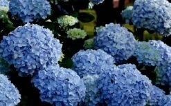 Big Daddy Hydrangea - 3 Gallon Pot -Foxtail Plant Shop Hydrangea Big Daddy 3