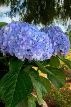 Big Daddy Hydrangea - 1 Gallon Pot -Foxtail Plant Shop Hydrangea Big Daddy 500x750 3