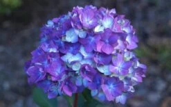 Bloomstruck Endless Summer Hydrangea - 1 Gallon Pot -Foxtail Plant Shop Hydrangea Bloomstruck Bloom 2