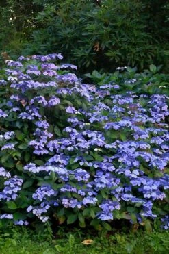 Blue Wave Lacecap Hydrangea - 3 Gallon Pot -Foxtail Plant Shop Hydrangea Blue Wave 1