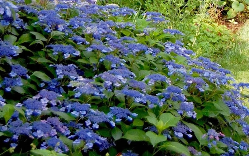 Bluebird Hydrangea - 1 Gallon Pot 4 Bluebird Hydrangea - 1 Gallon Pot - Image 4