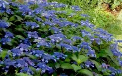 Bluebird Hydrangea - 2 Gallon Pot -Foxtail Plant Shop Hydrangea Bluebird 3 2