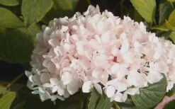 Blushing Bride Endless Summer Hydrangea - 1 Gallon Pot -Foxtail Plant Shop Hydrangea Blushing Bride 2 1