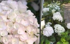Blushing Bride Endless Summer Hydrangea - 3 Gallon Pot -Foxtail Plant Shop Hydrangea Blushing Bride 3