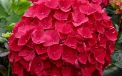 Cardinal Red Hydrangea - 6 Pack Of 1 Gallon Pots 8 Cardinal Red Hydrangea - 6 Pack Of 1 Gallon Pots -Foxtail Plant Shop Hydrangea Cardinal