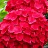 Cardinal Red Hydrangea - 6 Pack Of 1 Gallon Pots 15 Cardinal Red Hydrangea - 6 Pack Of 1 Gallon Pots -Foxtail Plant Shop Hydrangea Cardinal Red BS