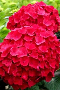 Cardinal Red Hydrangea - 3 Gallon Pot