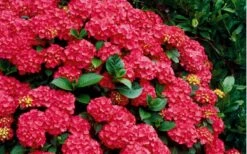 Cardinal Red Hydrangea - 1 Gallon Pot -Foxtail Plant Shop Hydrangea Cardinal Shrub In Bloom 1
