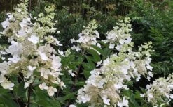 Kyushu Hydrangea - 3 Gallon Pot -Foxtail Plant Shop Hydrangea Chantilly Lace 1