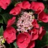 Cherry Explosion Hydrangea - 3 Gallon Pot -Foxtail Plant Shop Hydrangea Cherry Explosion 1