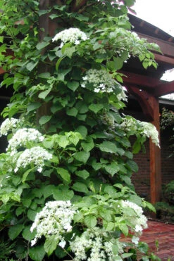 Climbing Hydrangea 'Petiolaris' - 2 Gallon Pot -Foxtail Plant Shop Hydrangea Climbing Petiolaris 10