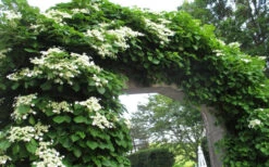 Climbing Hydrangea 'Petiolaris' - 2 Gallon Pot -Foxtail Plant Shop Hydrangea Climbing Petiolaris 13