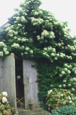 Climbing Hydrangea 'Petiolaris' - 2 Gallon Pot -Foxtail Plant Shop Hydrangea Climbing Petiolaris 15