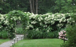 Climbing Hydrangea 'Petiolaris' - 2 Gallon Pot -Foxtail Plant Shop Hydrangea Climbing Petiolaris 16