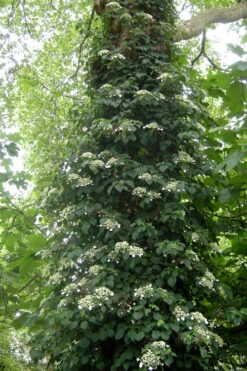 Climbing Hydrangea 'Petiolaris' - 2 Gallon Pot -Foxtail Plant Shop Hydrangea Climbing Petiolaris 8