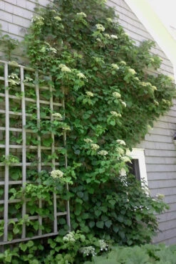 Climbing Hydrangea 'Petiolaris' - 2 Gallon Pot -Foxtail Plant Shop Hydrangea Climbing Petiolaris 9
