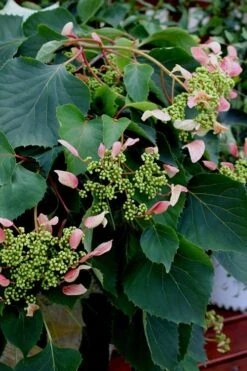 Rose Sensation Pink Climbing Hydrangea Vine - 1 Gallon Pot -Foxtail Plant Shop Hydrangea Climbing Rose Sensation 2